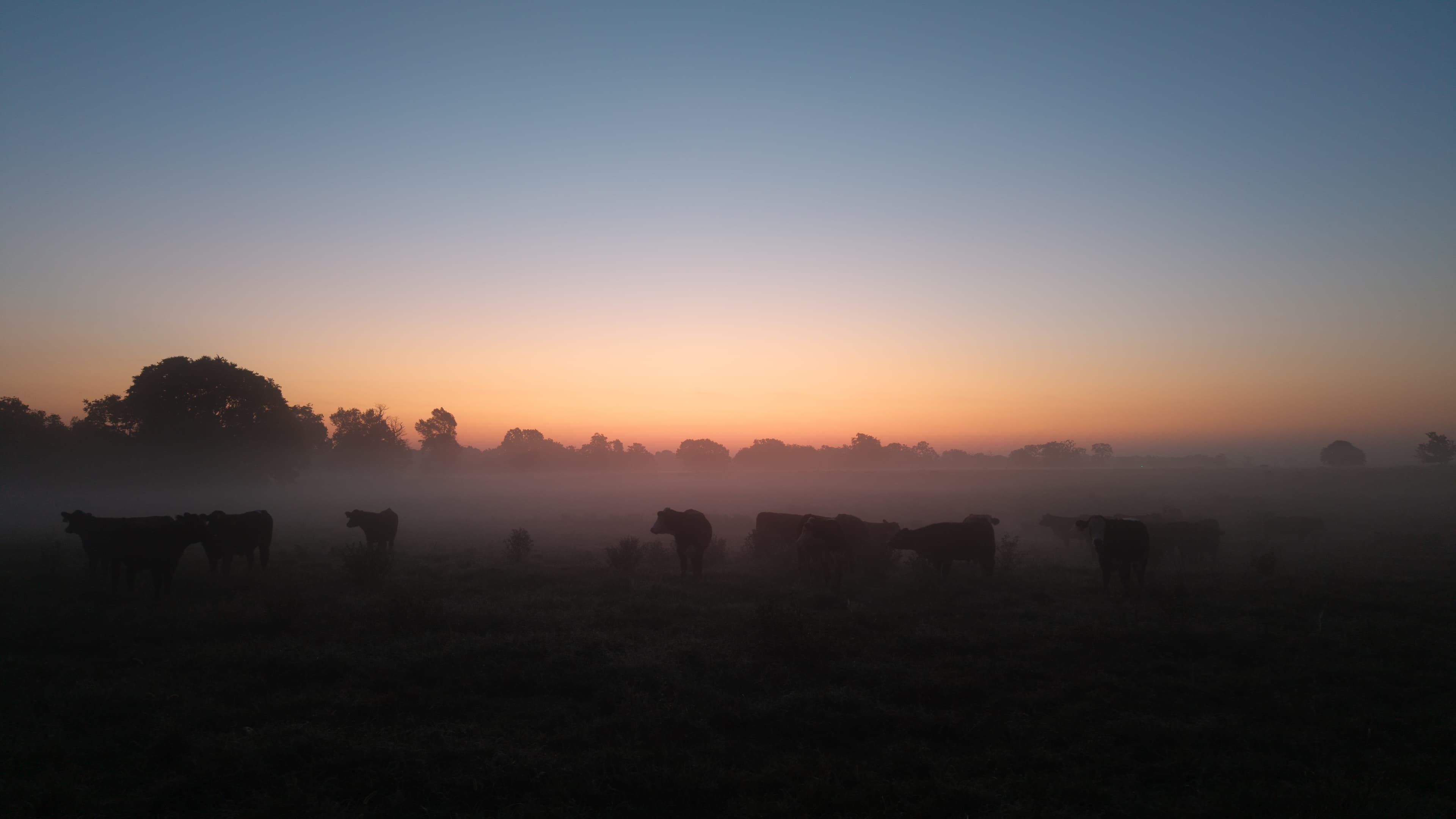 Panoramic view of the Ozark ranch landscape at sunrise, showing rolling hills and natural grasslands where our Wagyu cattle graze