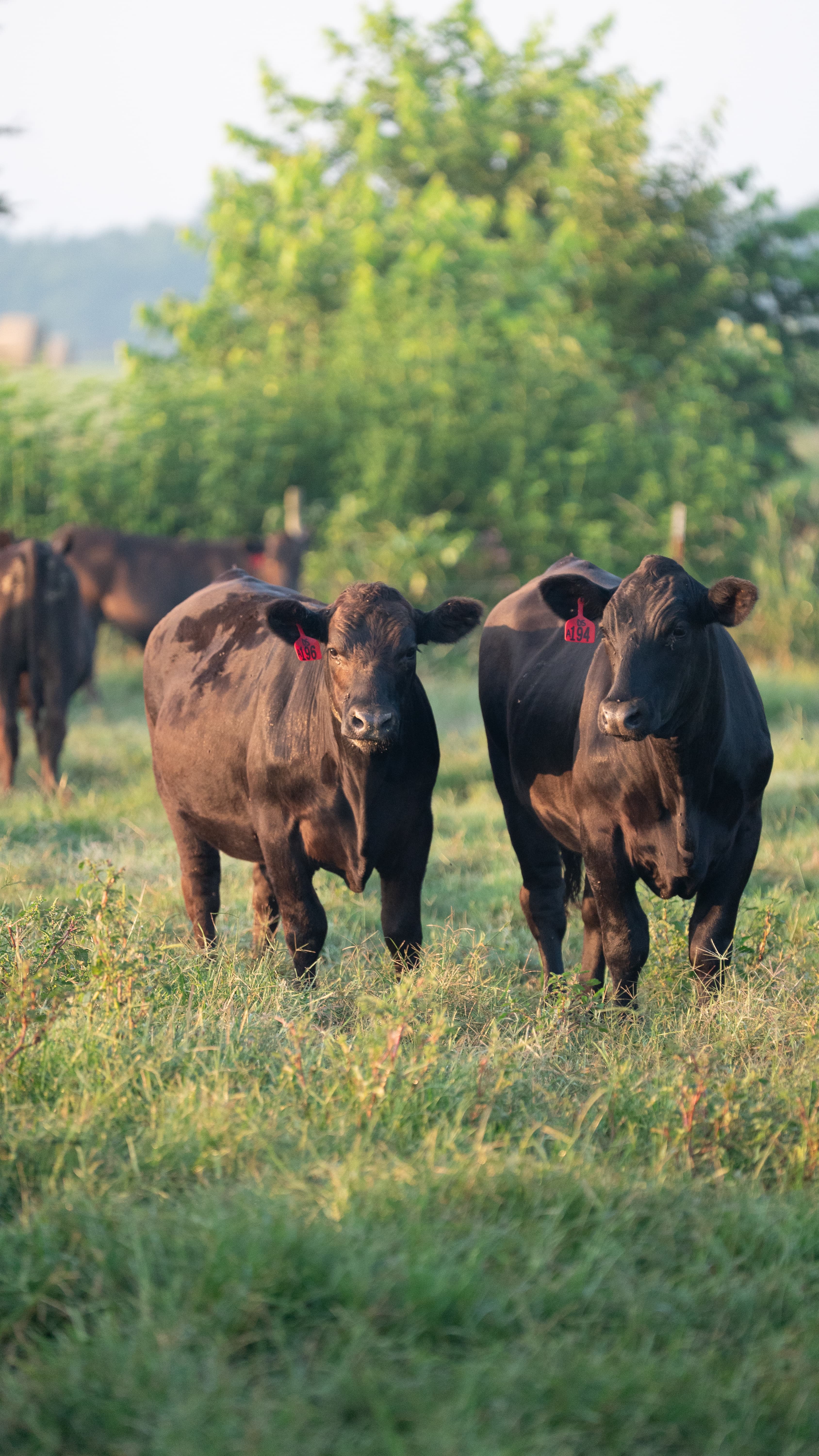 Premium American Wagyu cattle